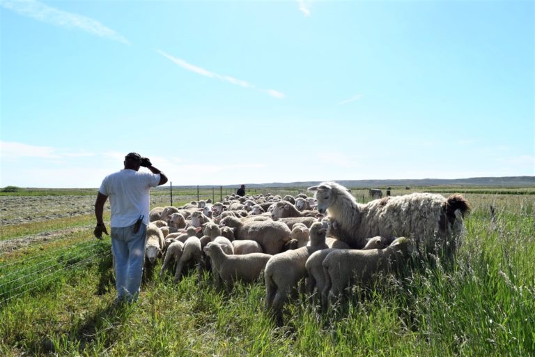 Sheep are moved to pasture in the summer months.